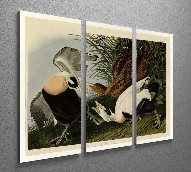 Eider Duck by Audubon 3 Split Panel Canvas Print - Canvas Art Rocks - 2