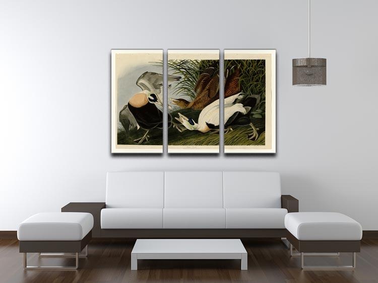 Eider Duck by Audubon 3 Split Panel Canvas Print - Canvas Art Rocks - 3