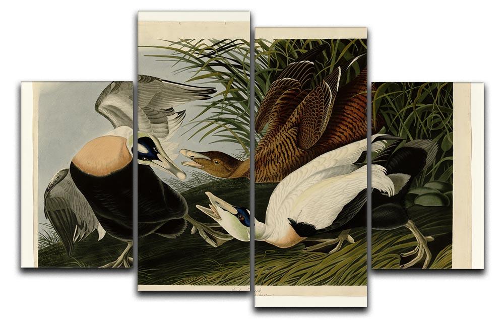 Eider Duck by Audubon 4 Split Panel Canvas - Canvas Art Rocks - 1