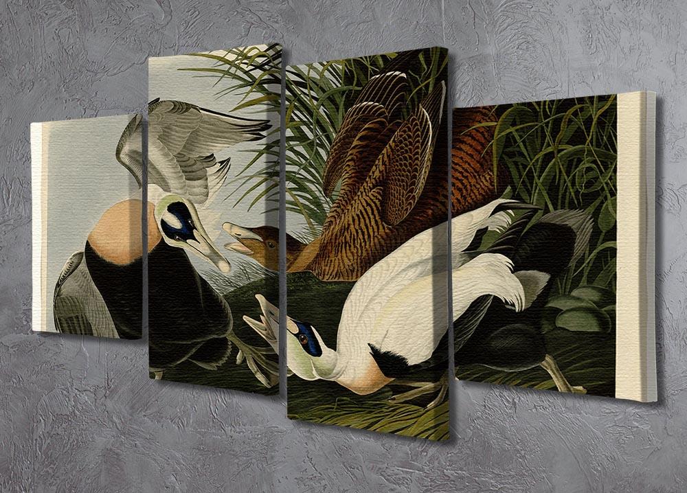 Eider Duck by Audubon 4 Split Panel Canvas - Canvas Art Rocks - 2