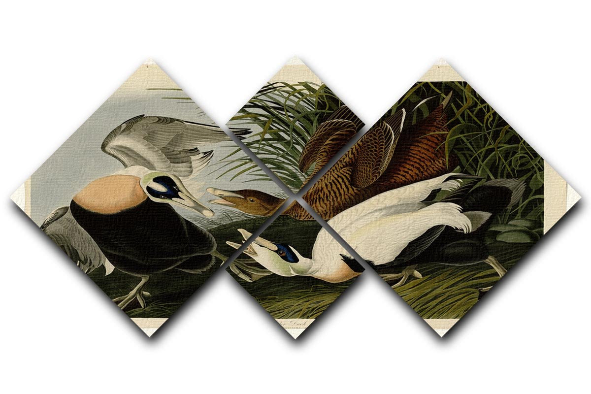 Eider Duck by Audubon 4 Square Multi Panel Canvas - Canvas Art Rocks - 1
