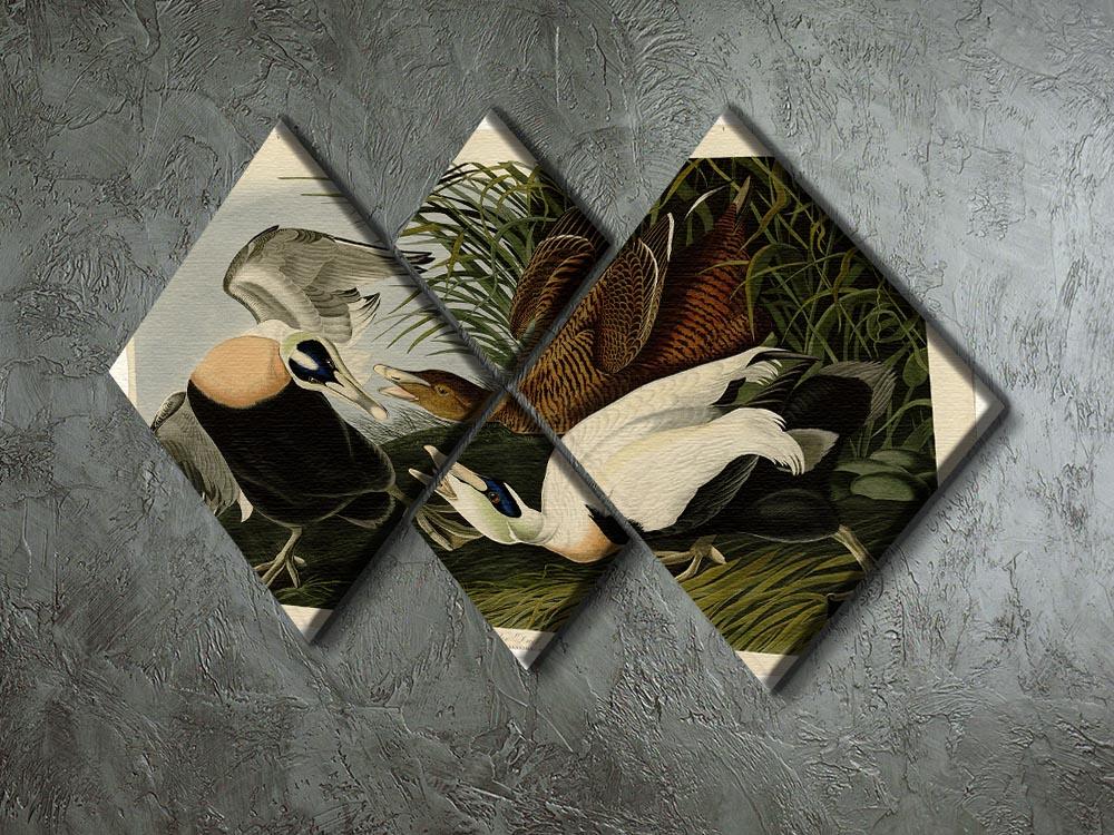 Eider Duck by Audubon 4 Square Multi Panel Canvas - Canvas Art Rocks - 2