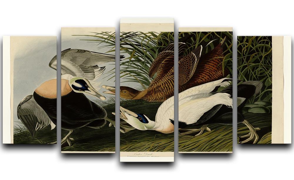 Eider Duck by Audubon 5 Split Panel Canvas - Canvas Art Rocks - 1