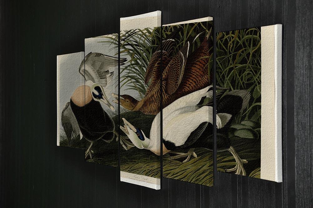 Eider Duck by Audubon 5 Split Panel Canvas - Canvas Art Rocks - 2