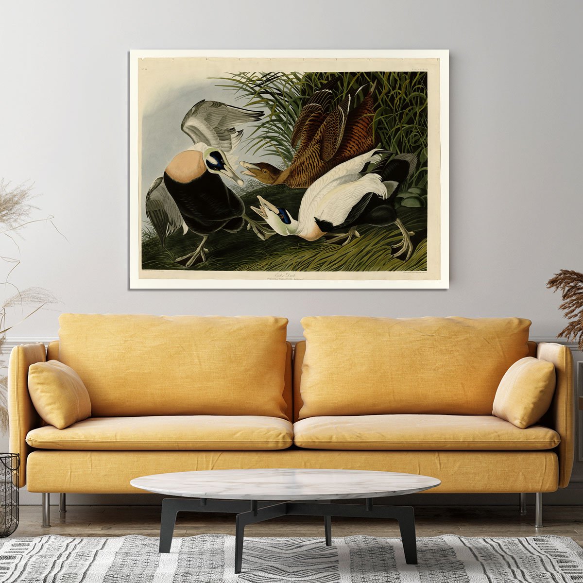 Eider Duck by Audubon Canvas Print or Poster