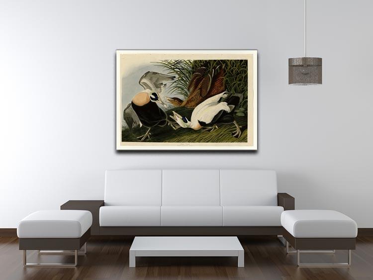Eider Duck by Audubon Canvas Print or Poster - Canvas Art Rocks - 4