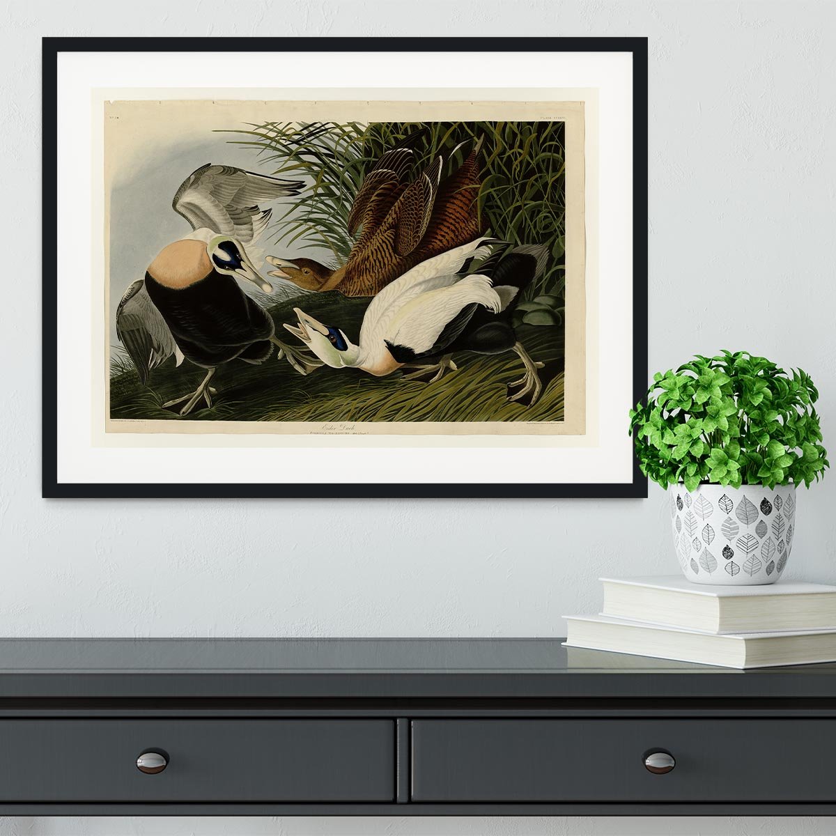Eider Duck by Audubon Framed Print - Canvas Art Rocks - 1