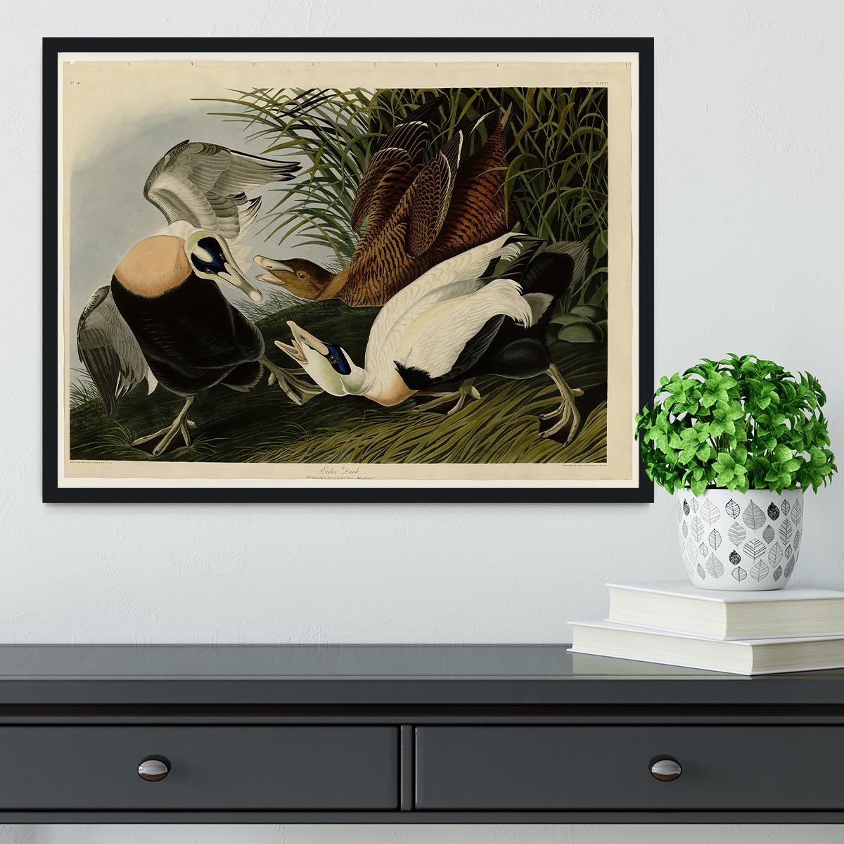 Eider Duck by Audubon Framed Print - Canvas Art Rocks - 2