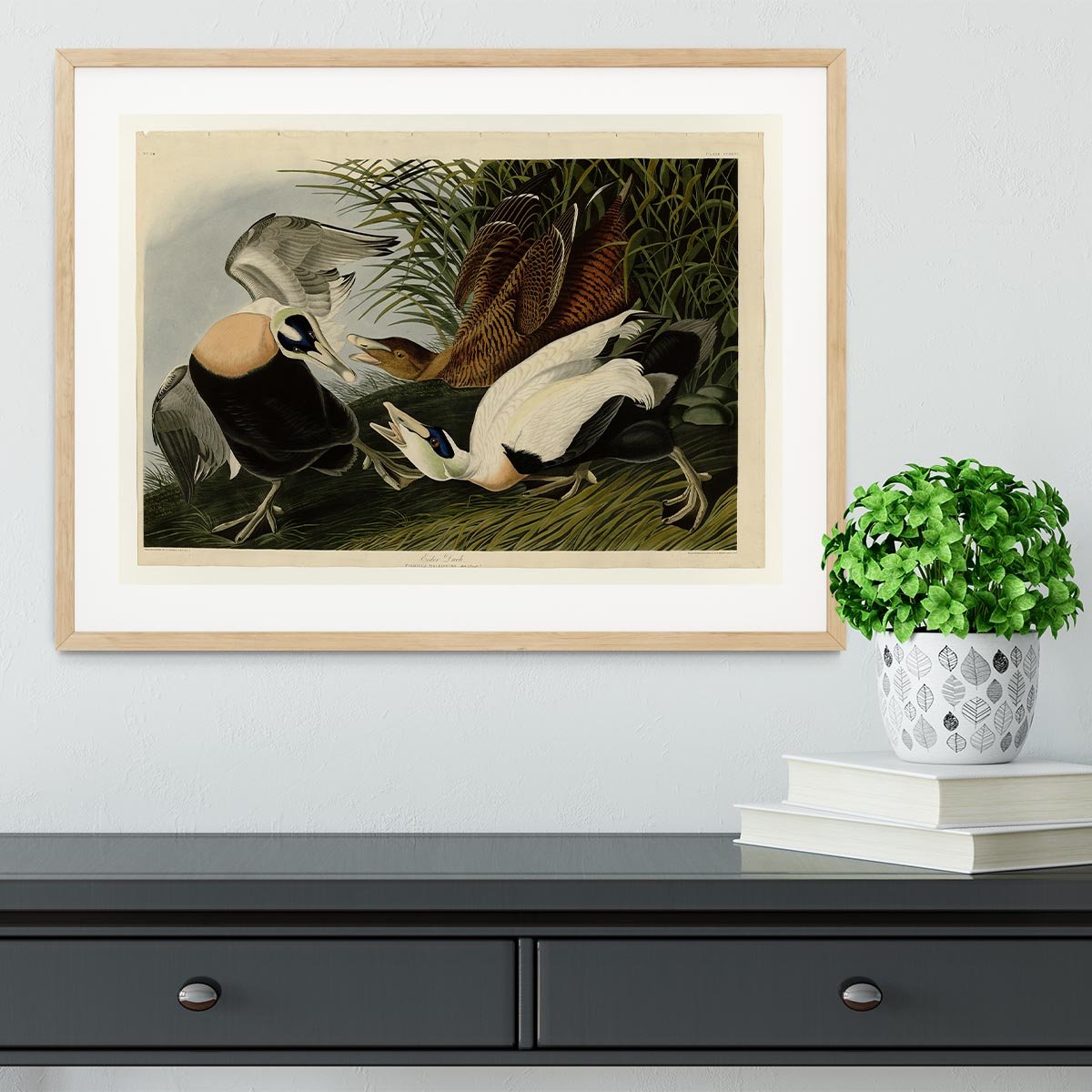 Eider Duck by Audubon Framed Print - Canvas Art Rocks - 3