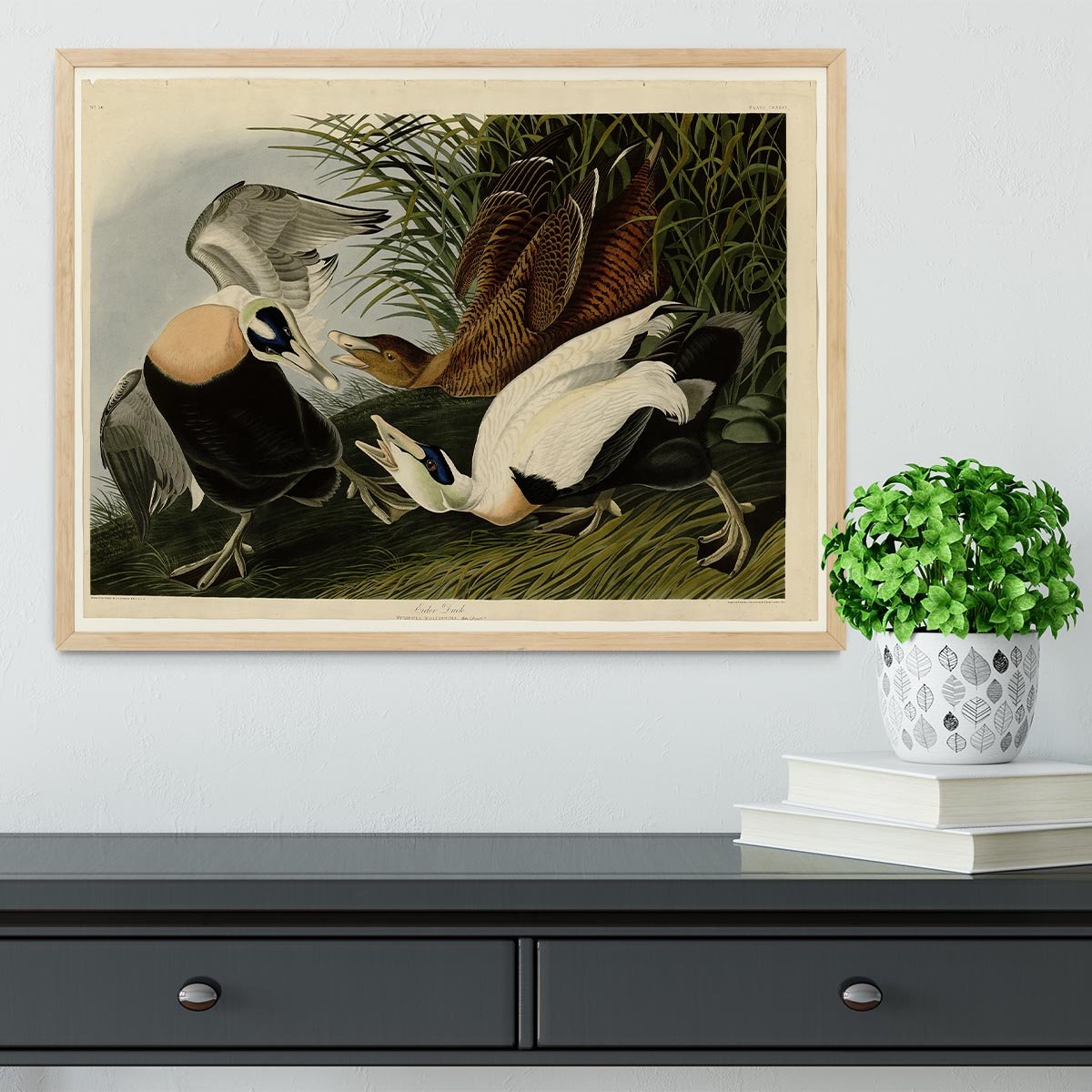 Eider Duck by Audubon Framed Print - Canvas Art Rocks - 4