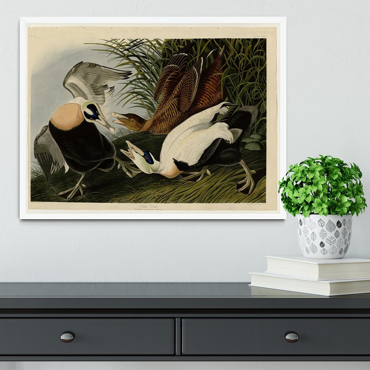 Eider Duck by Audubon Framed Print - Canvas Art Rocks -6