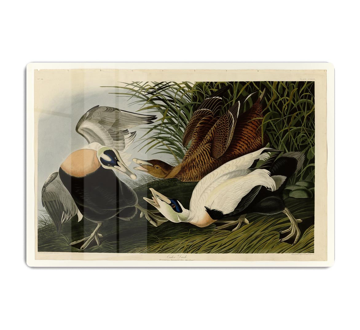 Eider Duck by Audubon HD Metal Print - Canvas Art Rocks - 1