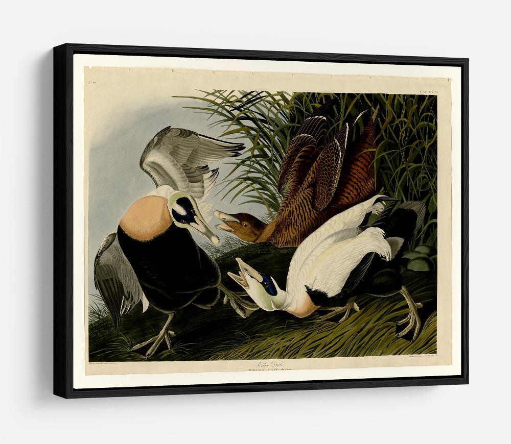 Eider Duck by Audubon HD Metal Print - Canvas Art Rocks - 6
