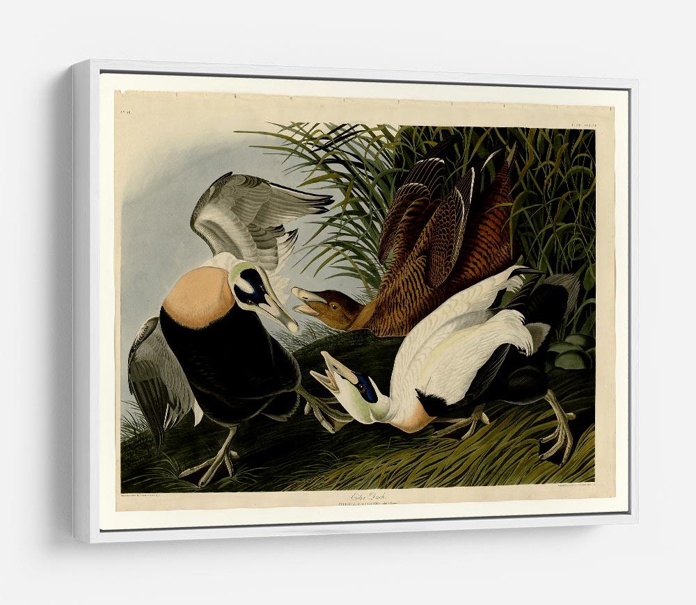 Eider Duck by Audubon HD Metal Print - Canvas Art Rocks - 7