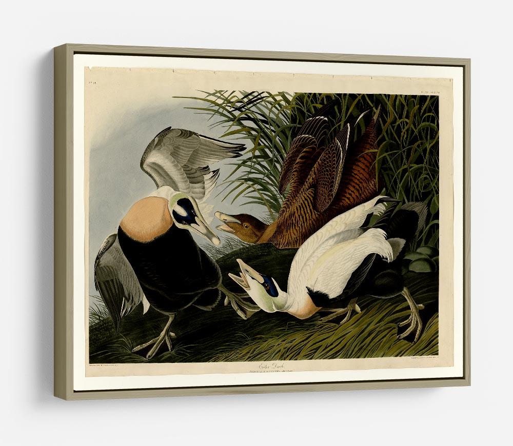 Eider Duck by Audubon HD Metal Print - Canvas Art Rocks - 8