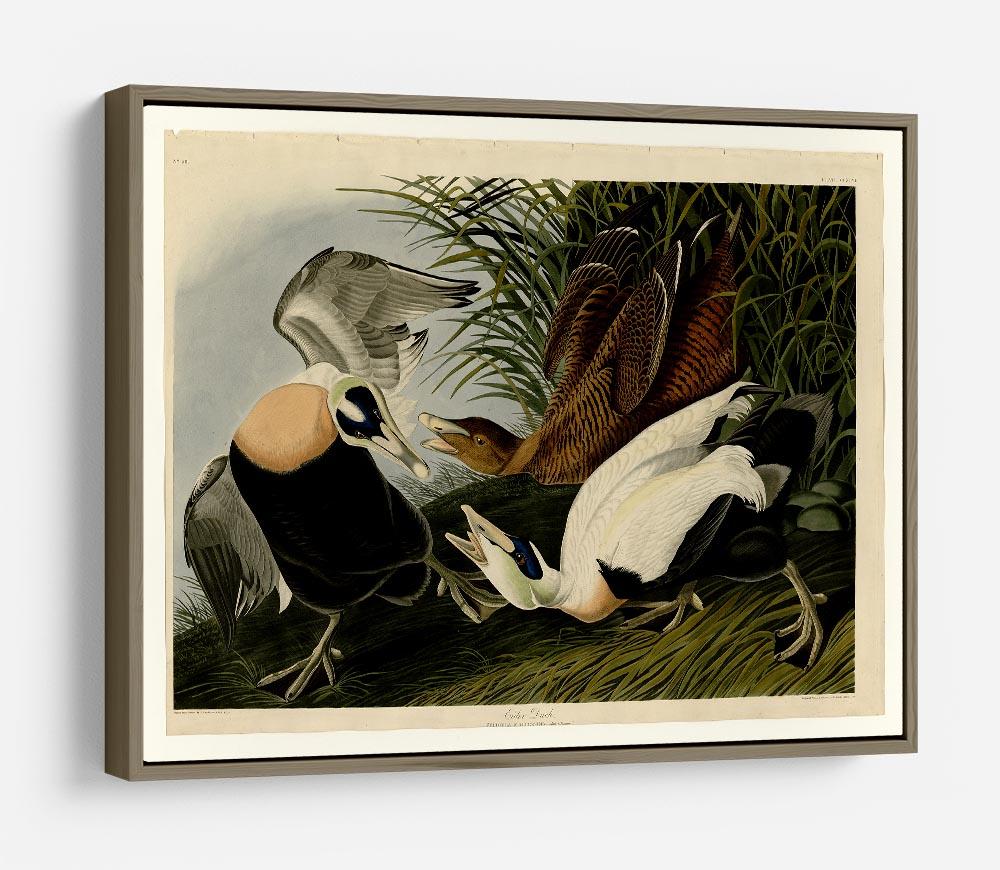 Eider Duck by Audubon HD Metal Print - Canvas Art Rocks - 10