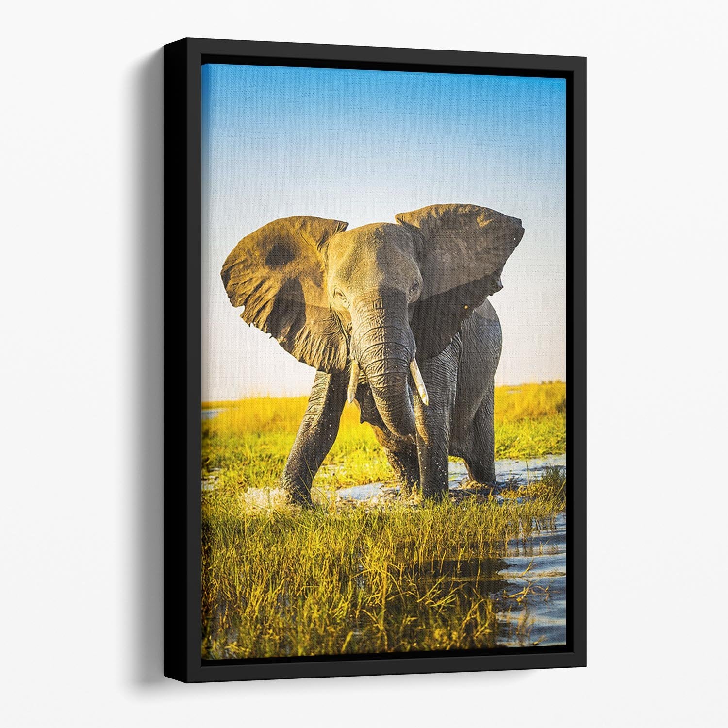 Elephant half wet in sunset light in Africa Floating Framed Canvas - Canvas Art Rocks - 1