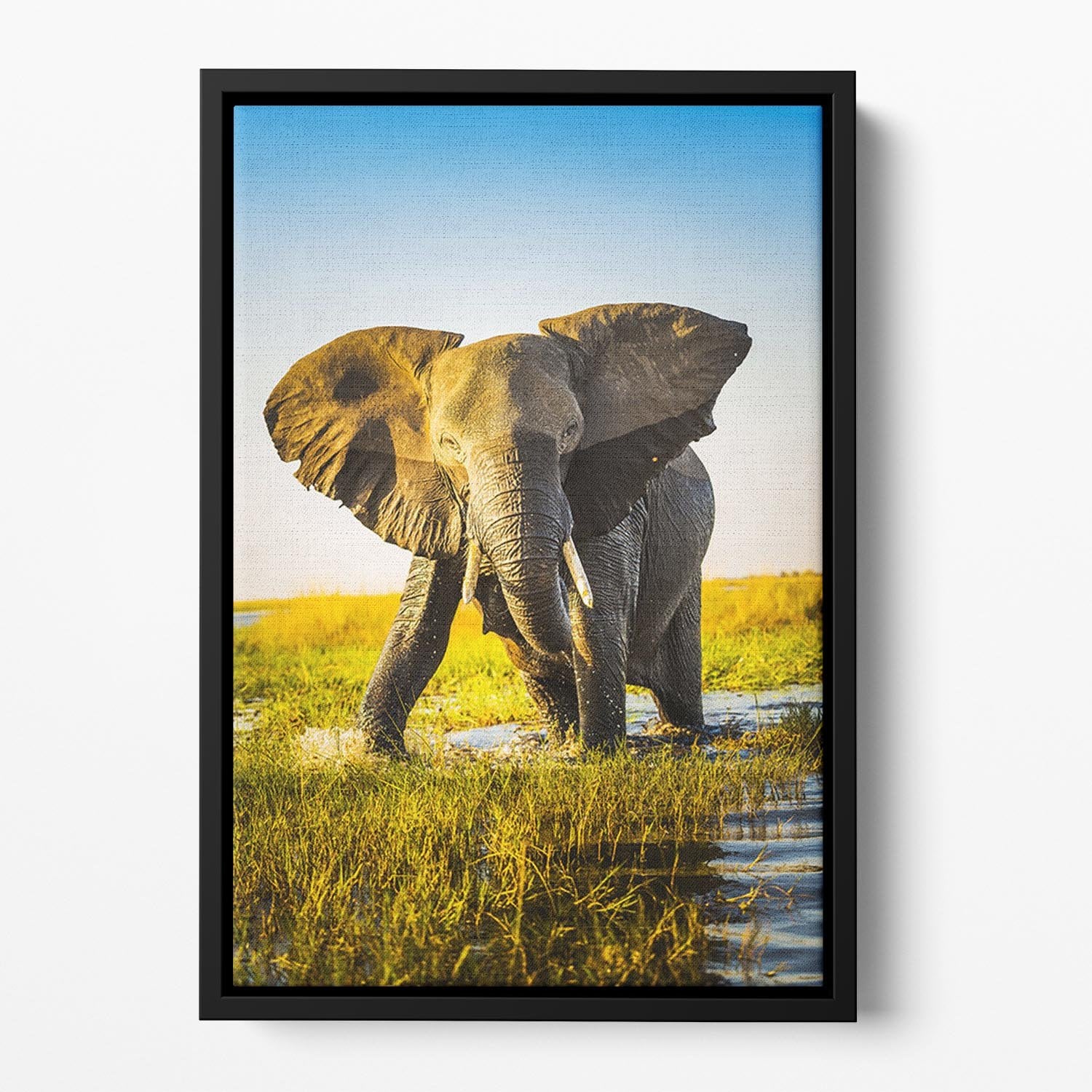 Elephant half wet in sunset light in Africa Floating Framed Canvas - Canvas Art Rocks - 2