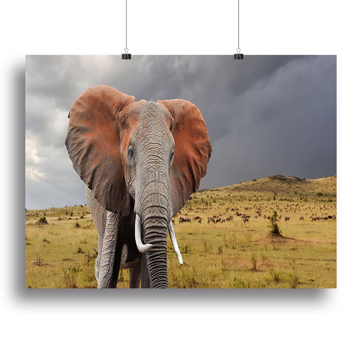 Elephant in National park of Kenya Canvas Print or Poster