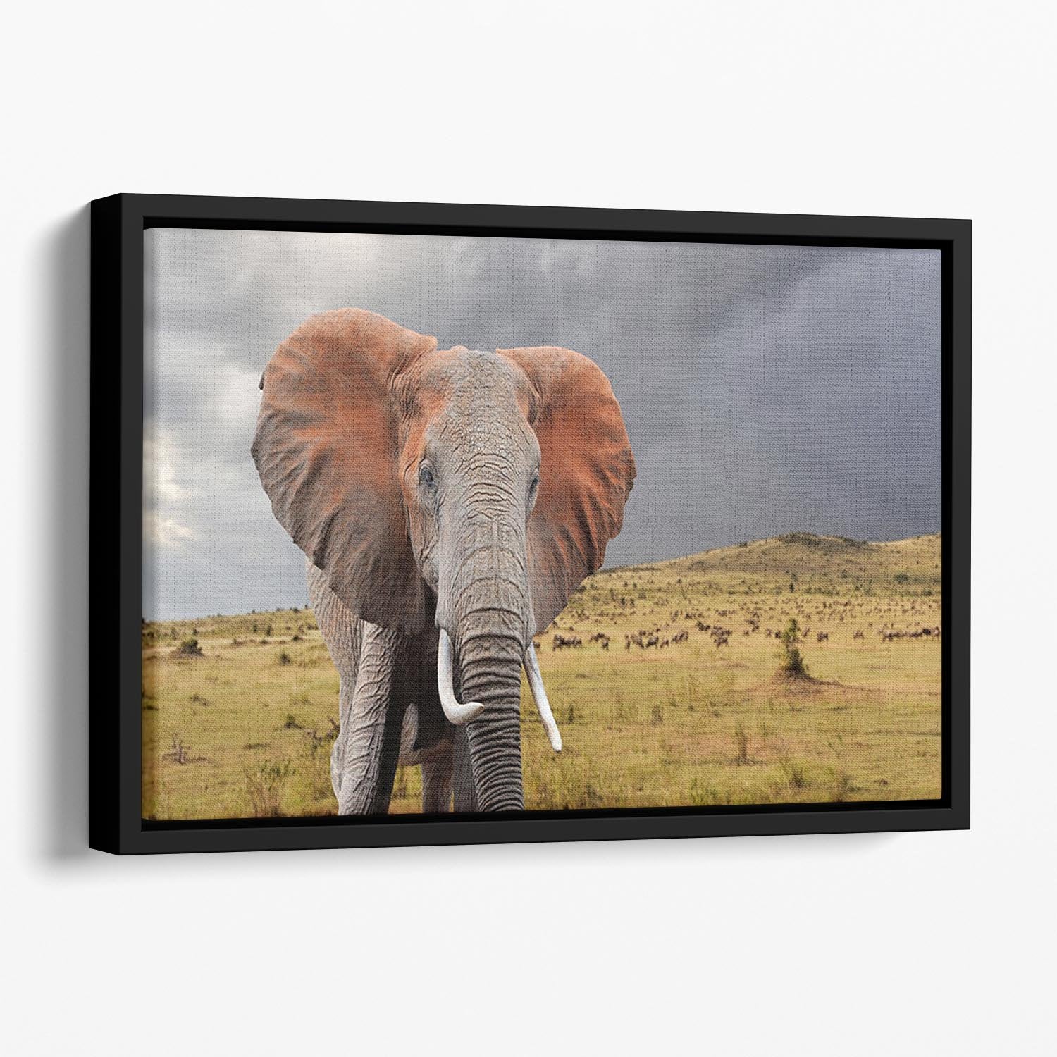Elephant in National park of Kenya Floating Framed Canvas - Canvas Art Rocks - 1