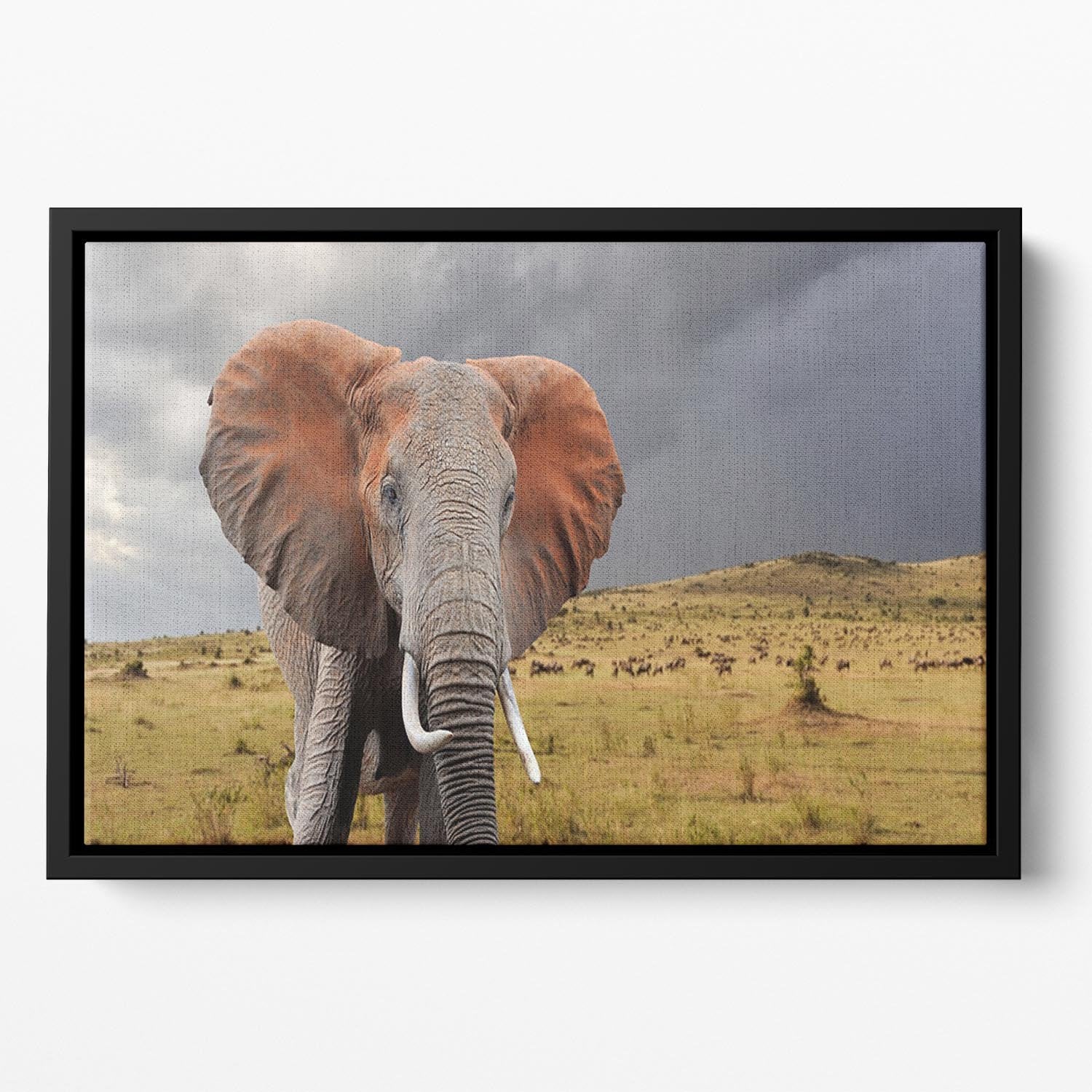 Elephant in National park of Kenya Floating Framed Canvas - Canvas Art Rocks - 2