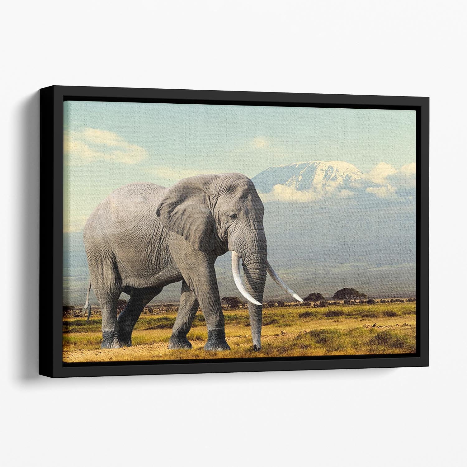 Elephant on Kilimajaro mount Floating Framed Canvas - Canvas Art Rocks - 1