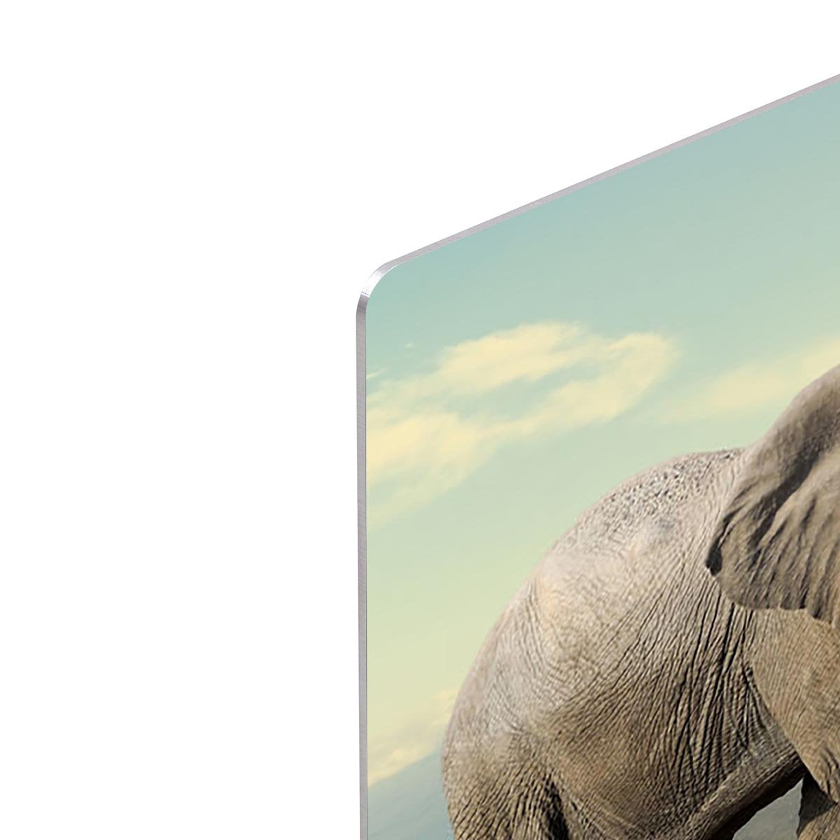 Elephant on Kilimajaro mount HD Metal Print - Canvas Art Rocks - 4
