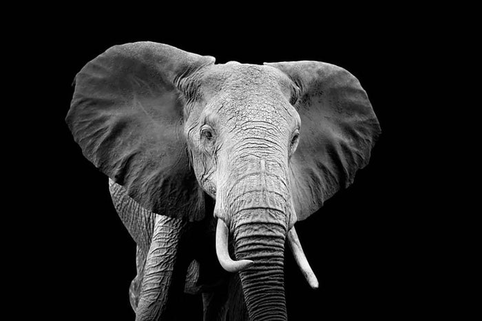 Elephant on dark background. Black and white image Wall Mural Wallpaper