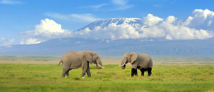 Elephant with Mount Kilimanjaro in the background Wall Mural Wallpaper