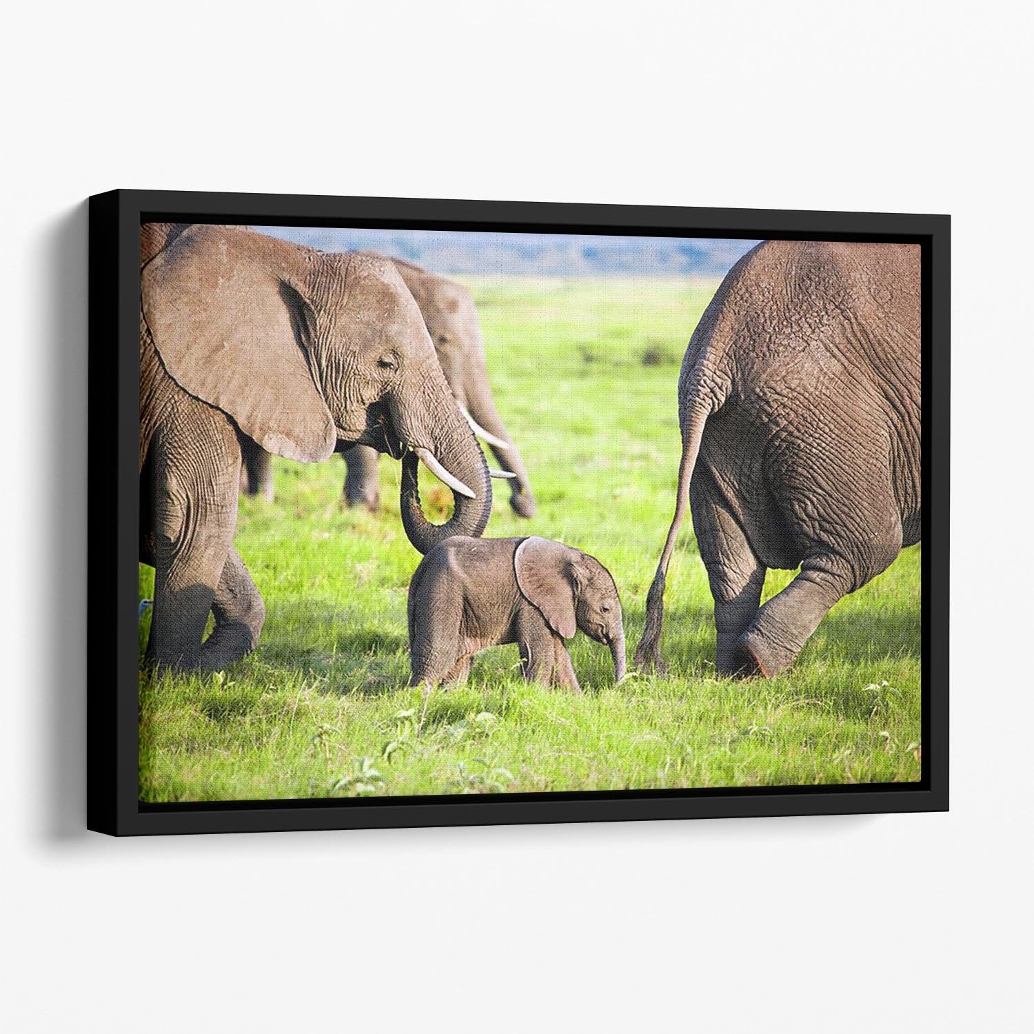 Elephants family on African savanna Floating Framed Canvas - Canvas Art Rocks - 1