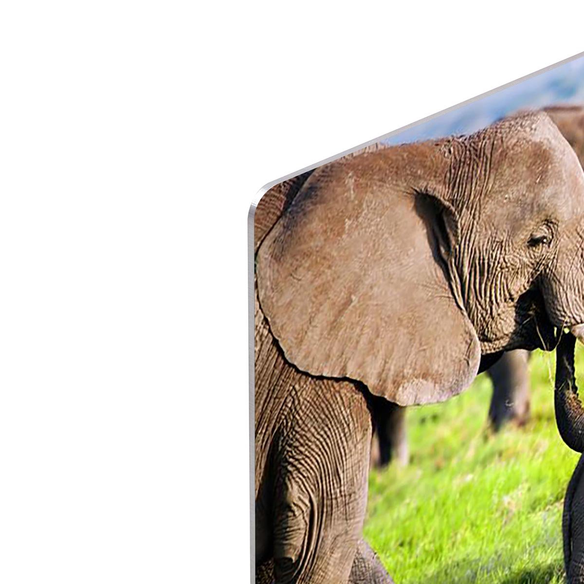 Elephants family on African savanna HD Metal Print - Canvas Art Rocks - 4