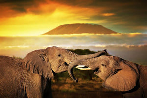 Elephants playing with their trunks Wall Mural Wallpaper - Canvas Art Rocks - 1