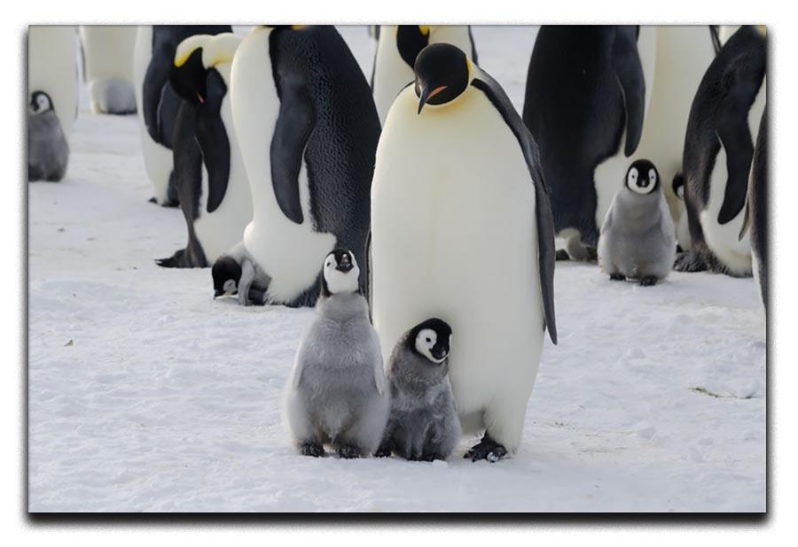 Emperor Penguin Parent and Chicks Canvas Print or Poster - Canvas Art Rocks - 1