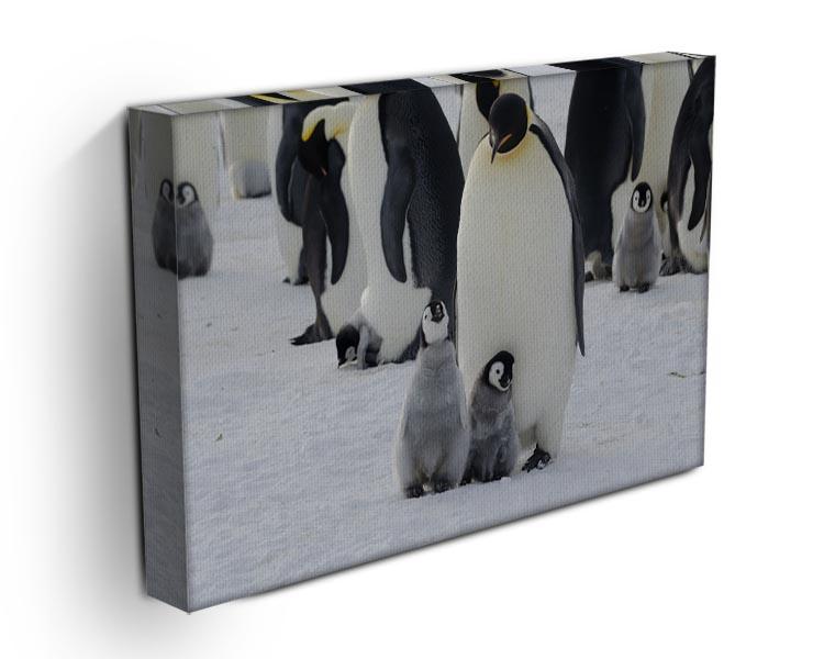 Emperor Penguin Parent and Chicks Canvas Print or Poster - Canvas Art Rocks - 3