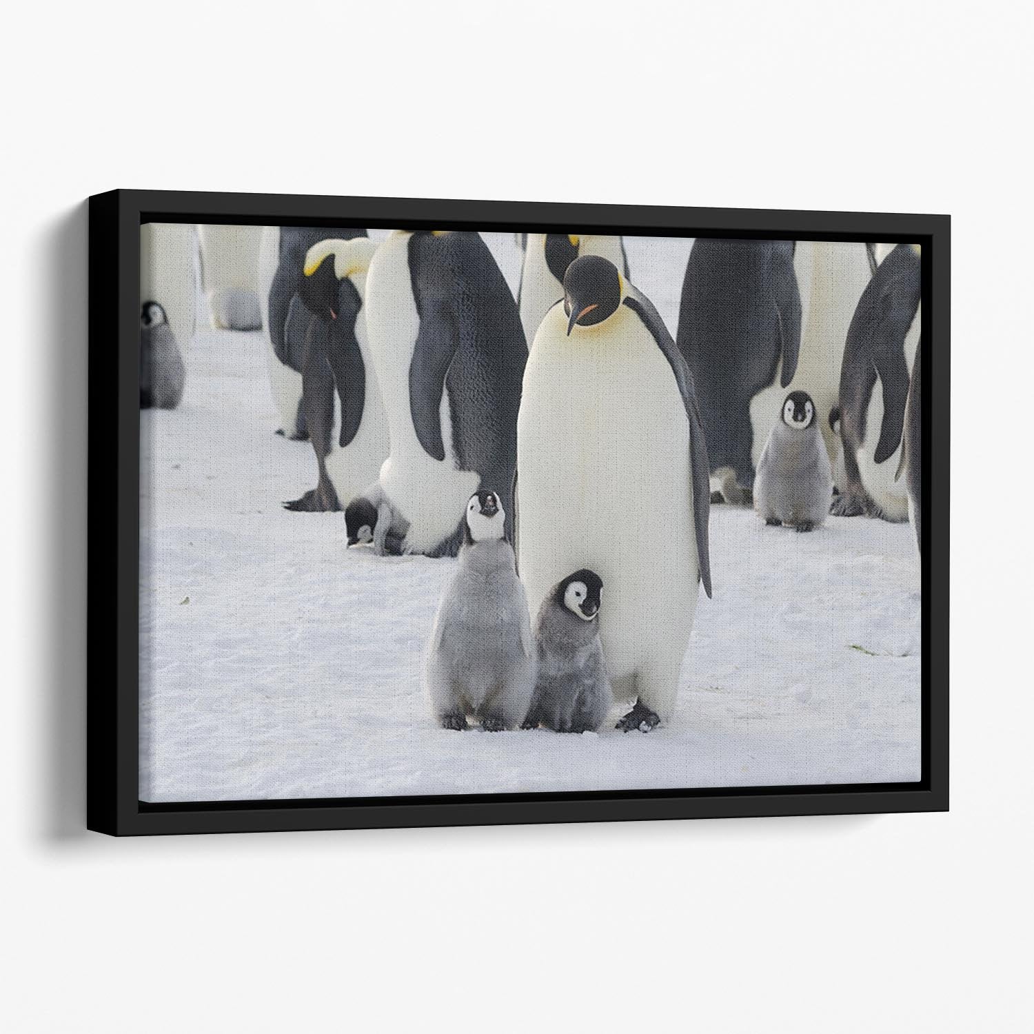 Emperor Penguin Parent and Chicks Floating Framed Canvas - Canvas Art Rocks - 1