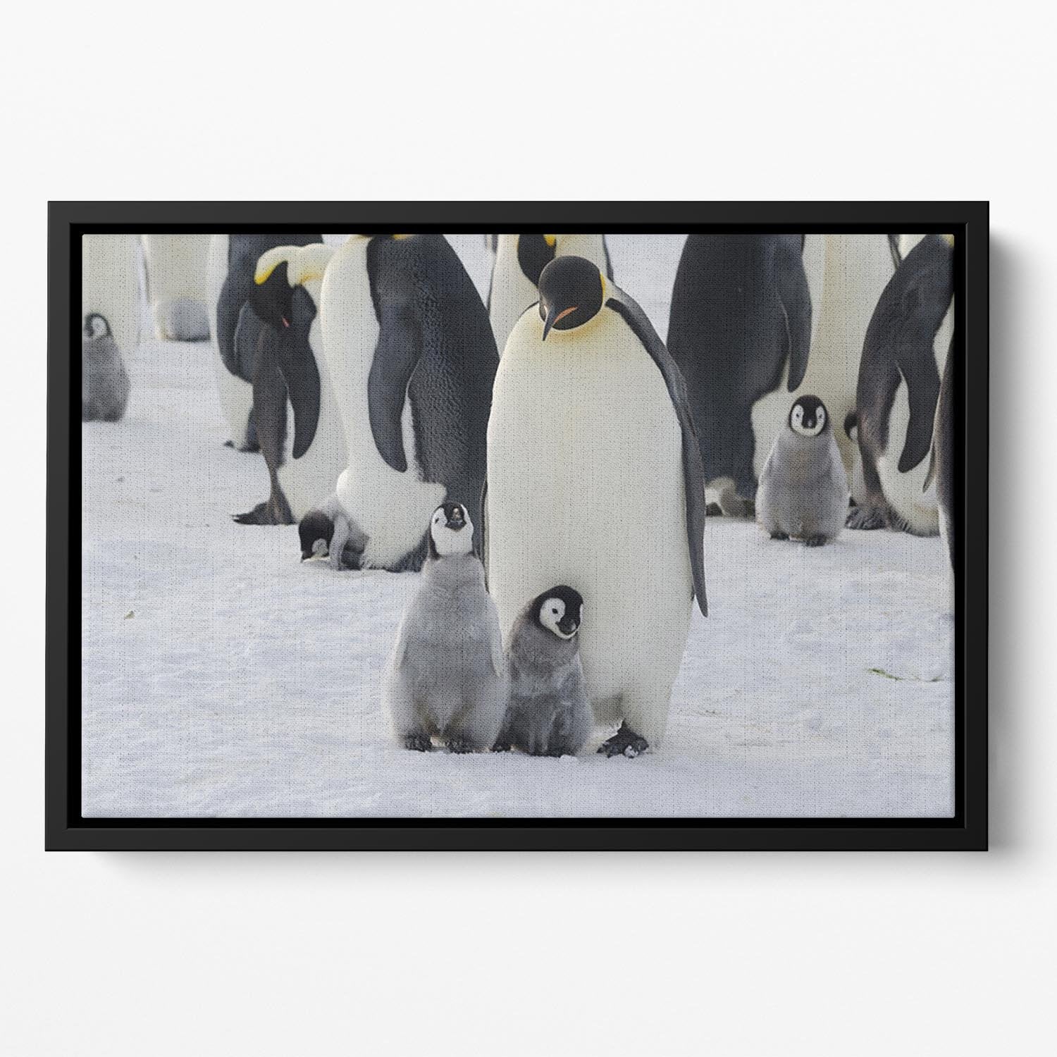 Emperor Penguin Parent and Chicks Floating Framed Canvas - Canvas Art Rocks - 2