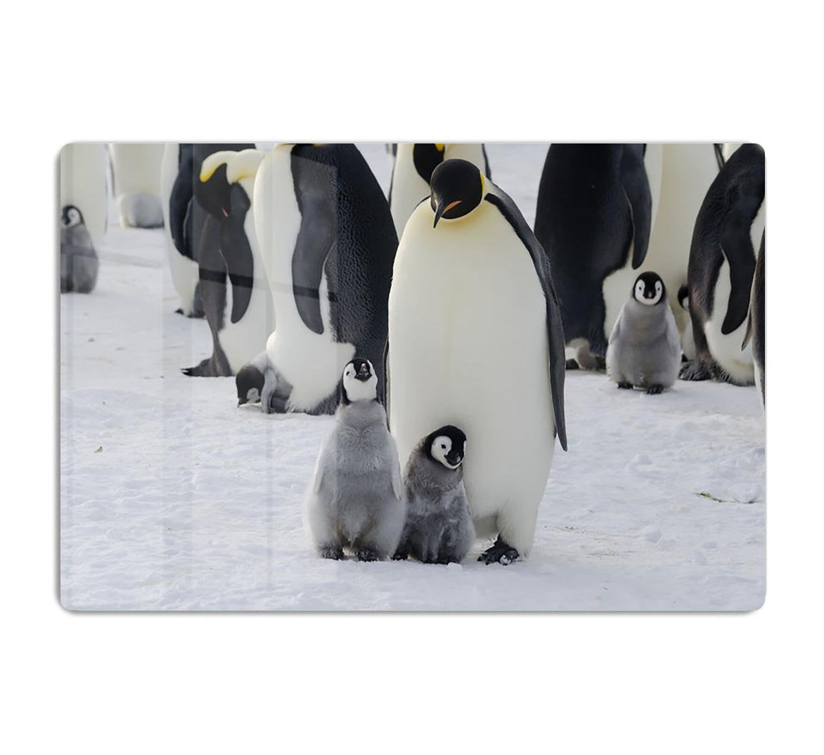 Emperor Penguin Parent and Chicks HD Metal Print - Canvas Art Rocks - 1
