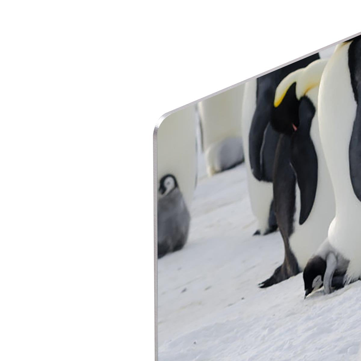 Emperor Penguin Parent and Chicks HD Metal Print - Canvas Art Rocks - 4