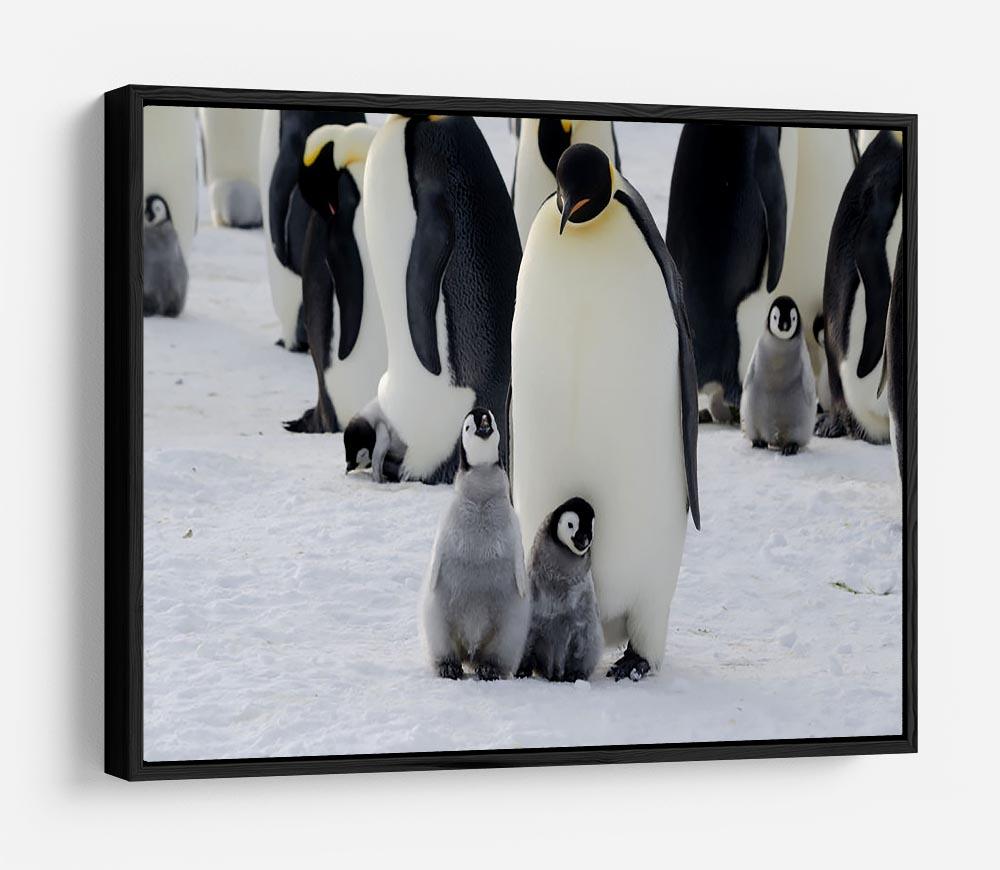 Emperor Penguin Parent and Chicks HD Metal Print - Canvas Art Rocks - 6
