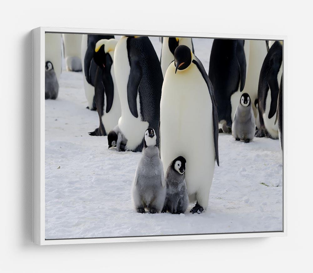 Emperor Penguin Parent and Chicks HD Metal Print - Canvas Art Rocks - 7