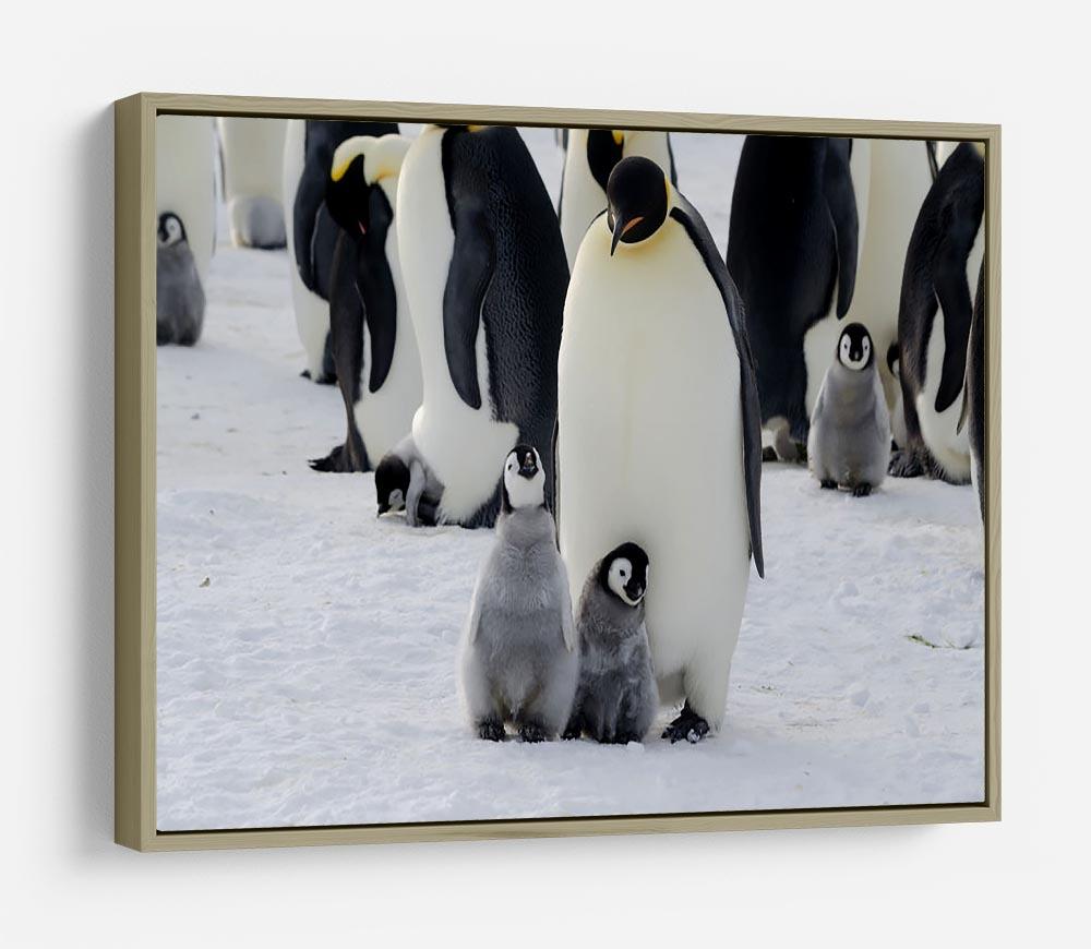 Emperor Penguin Parent and Chicks HD Metal Print - Canvas Art Rocks - 8