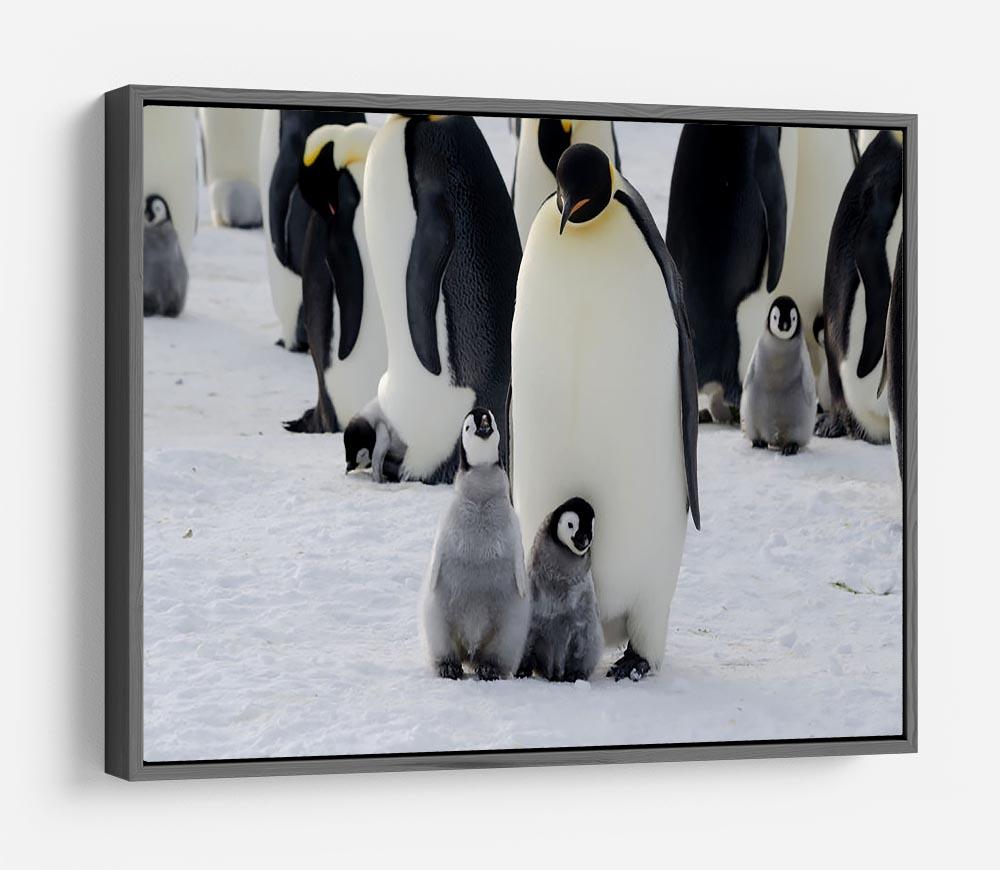 Emperor Penguin Parent and Chicks HD Metal Print - Canvas Art Rocks - 9