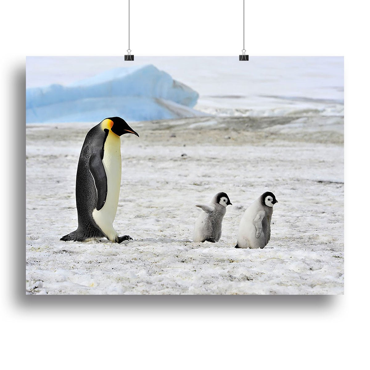 Emperor Penguin with two chicks in Antarctica Canvas Print or Poster