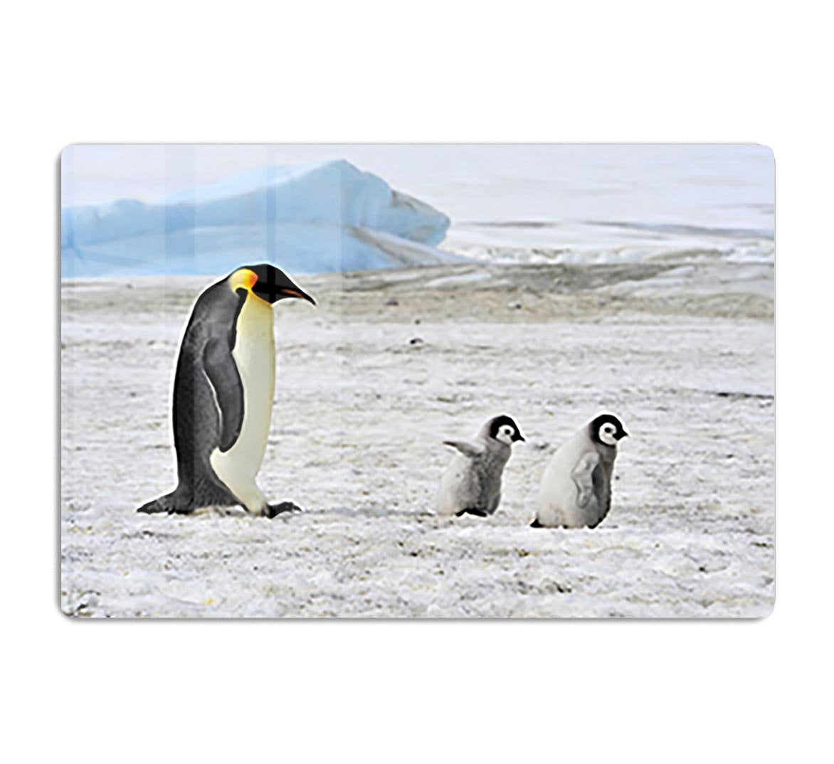 Emperor Penguin with two chicks in Antarctica HD Metal Print - Canvas Art Rocks - 1
