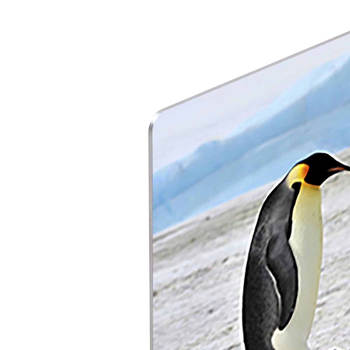 Emperor Penguin with two chicks in Antarctica HD Metal Print - Canvas Art Rocks - 4