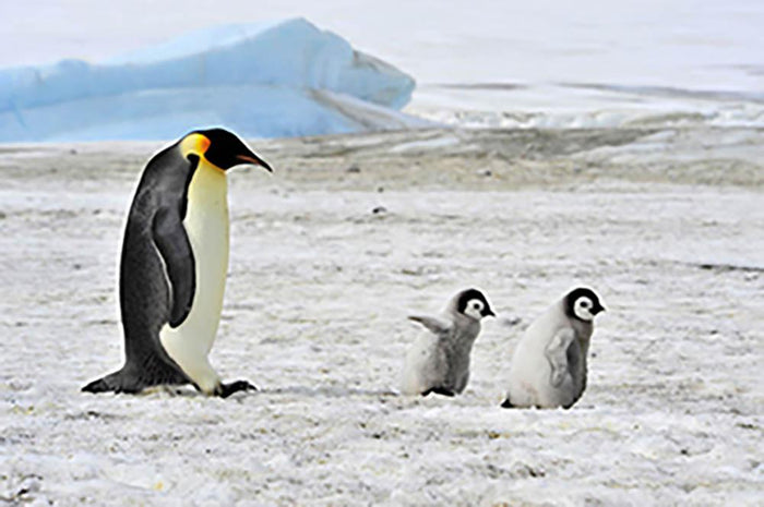 Emperor Penguin with two chicks in Antarctica Wall Mural Wallpaper