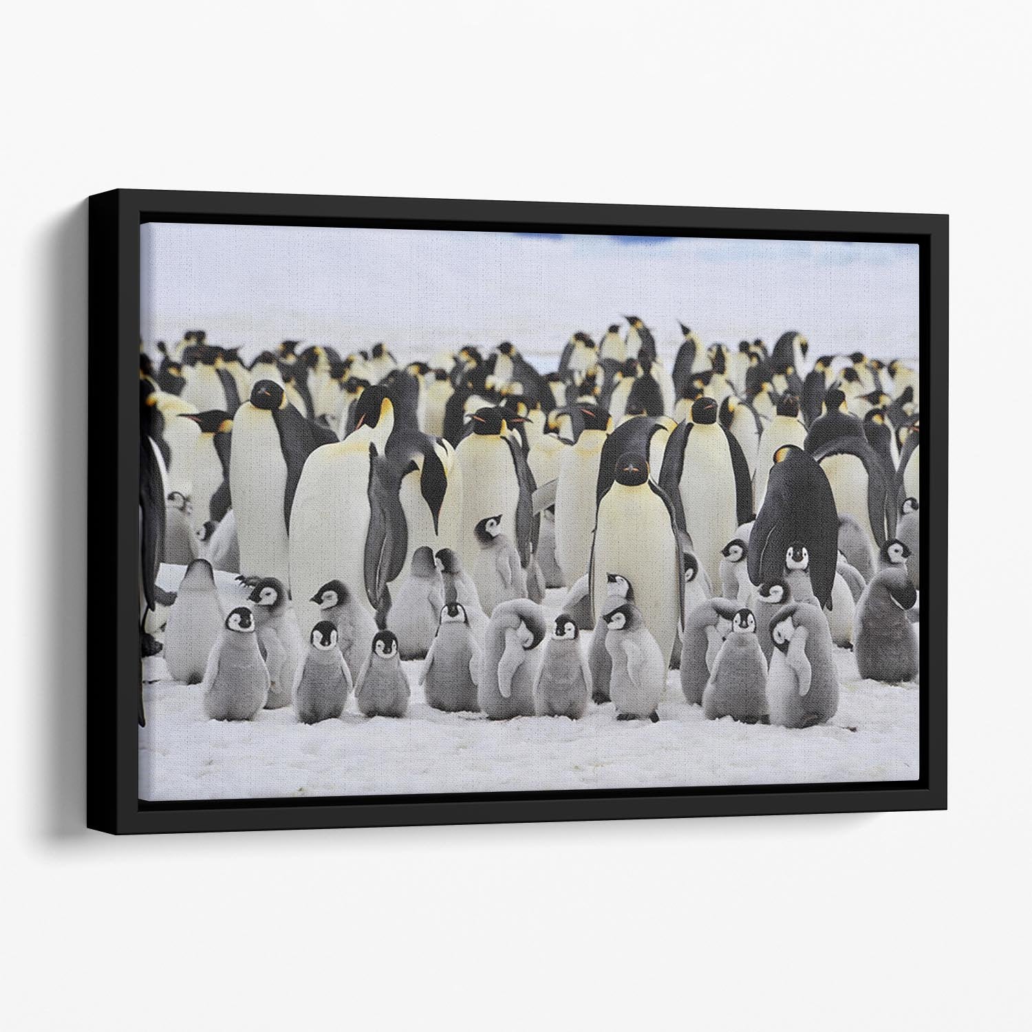Emperor Penguins with chick Floating Framed Canvas - Canvas Art Rocks - 1