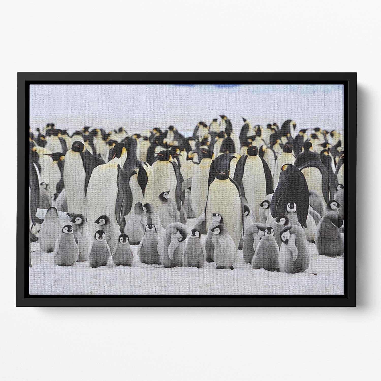 Emperor Penguins with chick Floating Framed Canvas - Canvas Art Rocks - 2