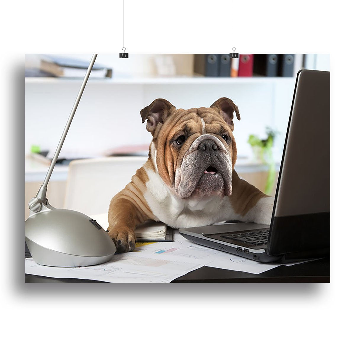 English Bulldog sitting at a desk Canvas Print or Poster