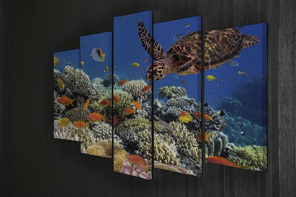 Eretmochelys imbricata floats under water 5 Split Panel Canvas  - Canvas Art Rocks - 2